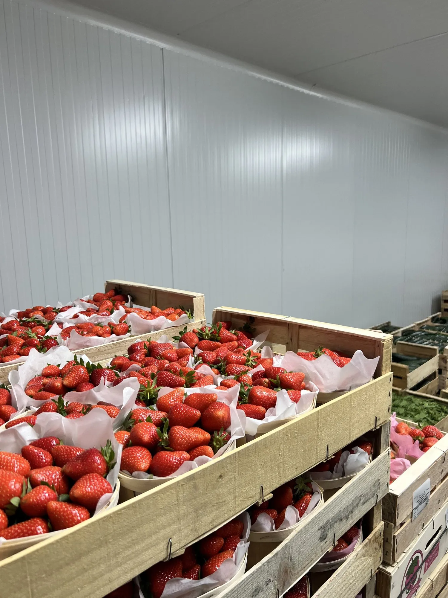 Cagettes de fraises stockées dans la chambre froide positive, panneaux blancs en arrière-plan